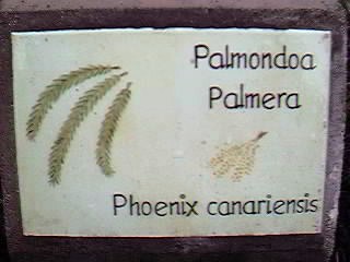 �D�nde se puede encontrar este �rbol?.