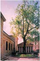 �rbol de Gernika. GERNIKAKO ARBOLA.  